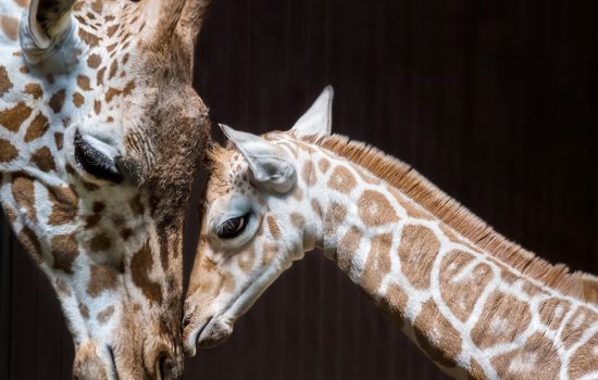 7 ways a giraffe can damage your device